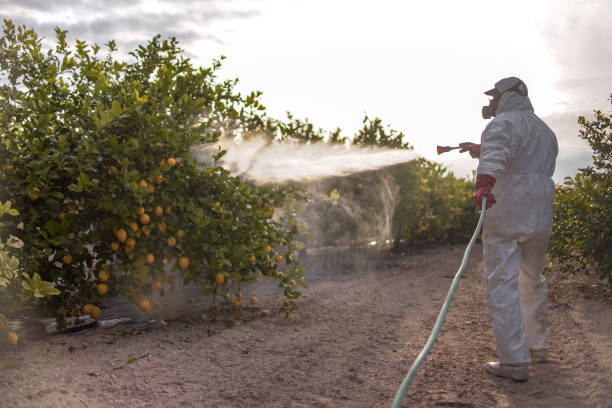 Best Affordable Pest Control Services  in Skidaway Island, GA
